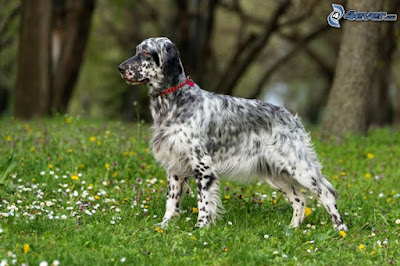 English Setter Pictures