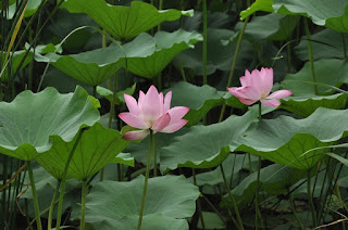 jual lotus murah