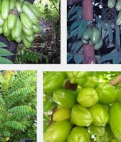 Benefits Averrhoa bilimbi