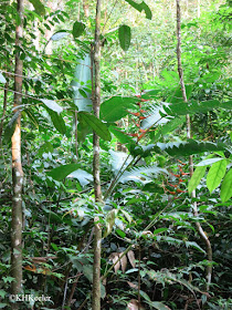 lowland rainforest, Costa Rica
