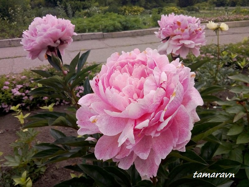 Пион 'The Fawn' (Paeonia 'The Fawn')