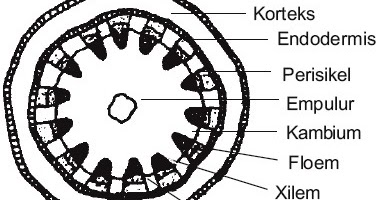 Struktur Jaringan Penyusun Batang Dikotil 