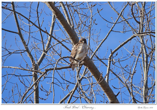 Fresh Pond: Observing...