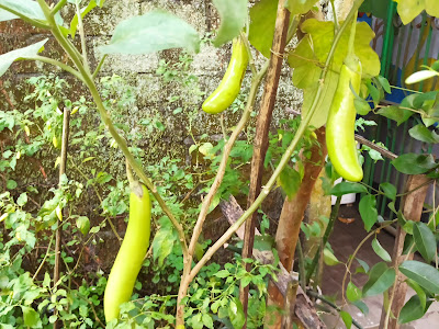 Solanum melongena, Tanaman Terong Berbentuk Panjang dan Bagian Ujungnya Tumpul