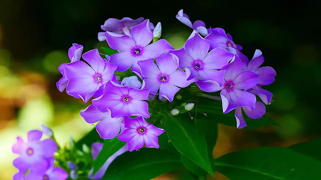 Phlox