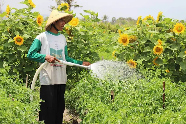 kebun bunga matahari jogja