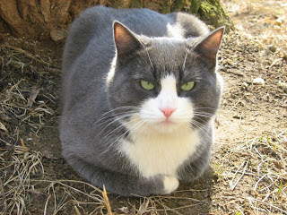 Lazy Blue-White Fat-Cat