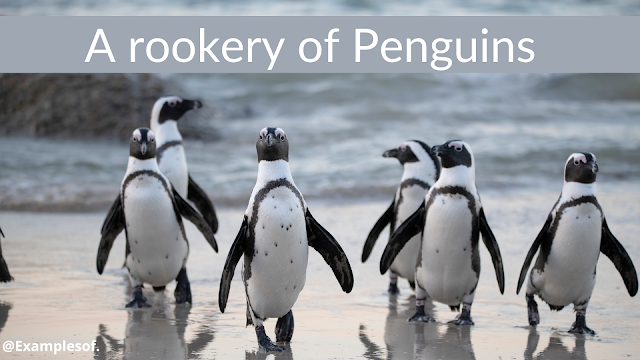 A rookery of penguins
