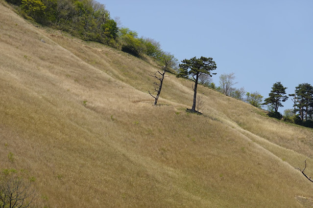 鳥取県道34号倉吉赤碕中山線　大山環状道路　船上山の眺望