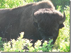 Bison in Riding Mountain National Park