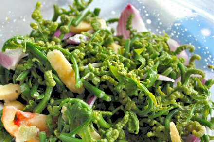 Pako (fiddlehead fern) salad