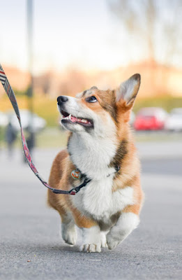 Some breeds are less likely to be fearful, including the Pembroke Welsh Corgi (pictured)