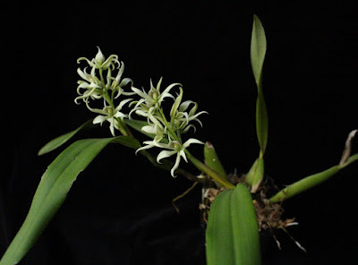 Prosthechea fragrans - Fragrant Prosthechea care