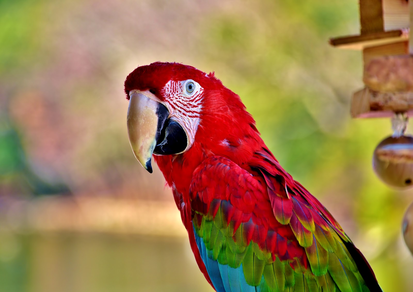 和の花だより 仲良し インコ 19