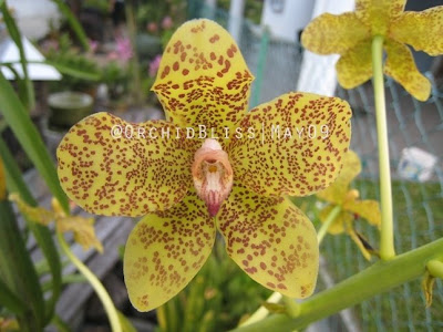Orkid Raja' (King Orchid)