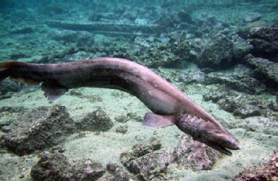 Tubarão-cobra (Chlamydoselachus anguineus)