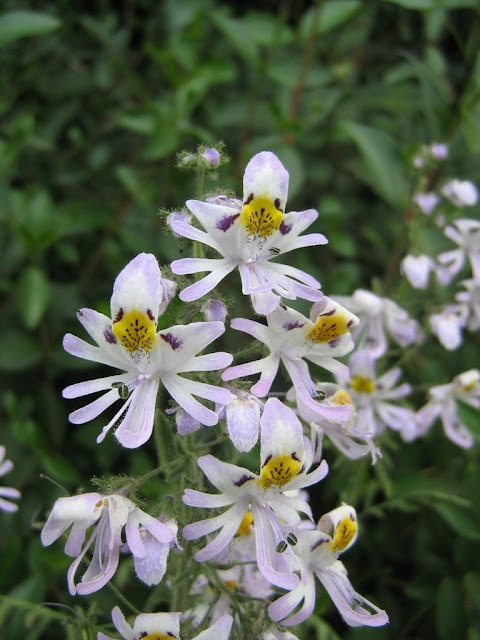 Schizanthus pinnatus