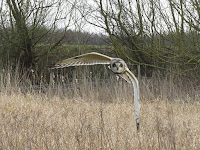 Short-eared Owl