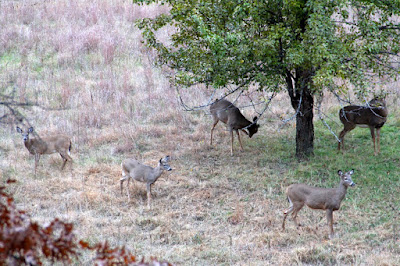 autumn visitors to our pear tree