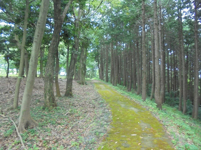 弥生の森の遊歩道