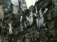 Xylaria hypoxylon