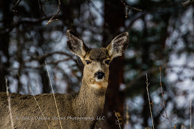 Mule Deer, swift things are beautiful, deer, custer state park, Dakota Visions Photography LLC