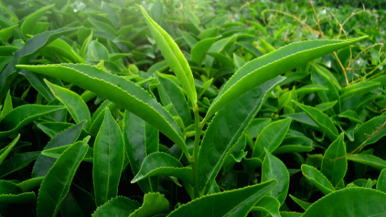 Manfaat Green Tea