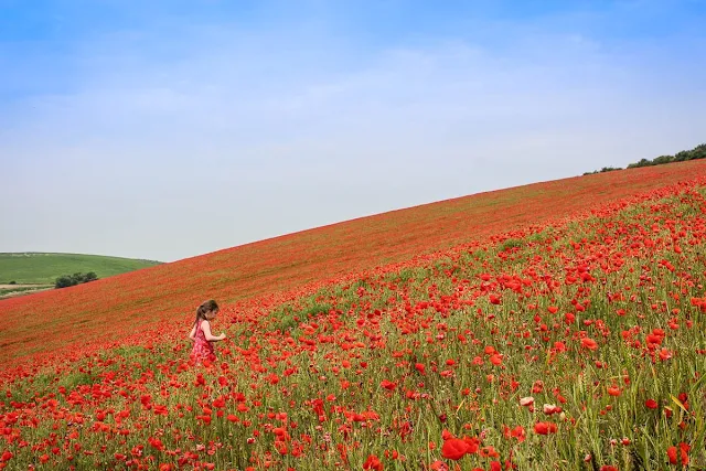 A girl in a red dress walking through a field on a hill covered in red poppies taken by Lauren from Scrapbook blog