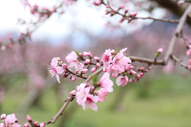 山梨市の桃の花の開花2