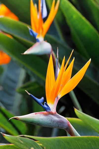 Birds Of Paridise Flower