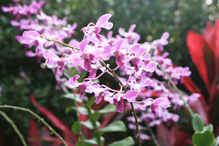 Singapore orchid garden. Сингапур, сад орхидей