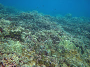 Maui Ocean Bloggers: July 2012 (maui dwhite)