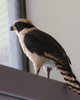 Laughing Falcon inside house