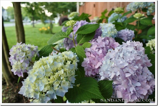 Endless summer hydrangea