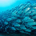 Ya no pueden los mares producir más peces para el ser humano, consumo de productos marinos lleva colapso varias especies favoritas personas