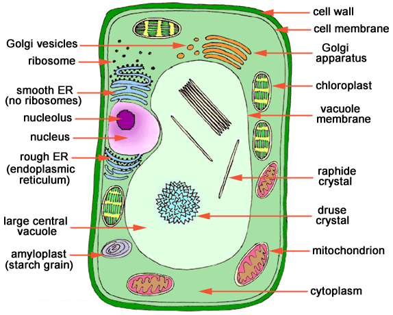 Eukaryotic Cells