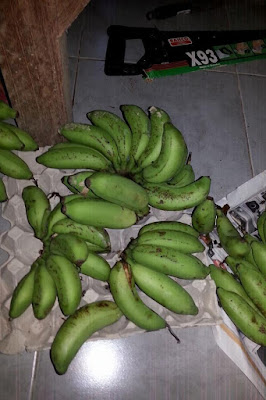 Pisang yang ditebang dari laman rumah..