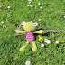 Green Crochet Frog