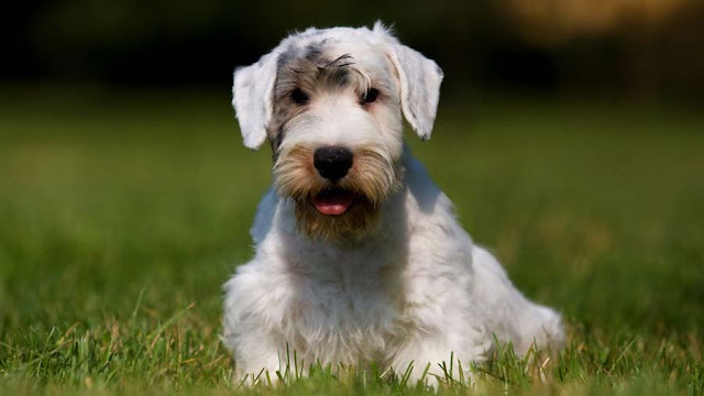 "Adorable Sealyham Terrier dog with a white wiry coat and expressive eyes, showcasing its unique and lovable charm."