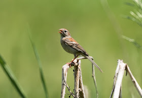 Field Sparrow - Sharonville SGA, Michigan, USA