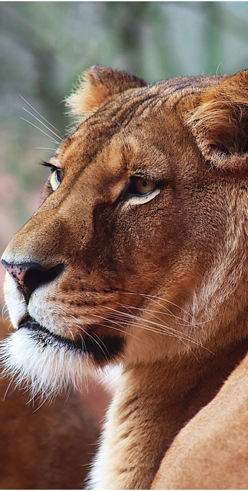 Lioness portrait.