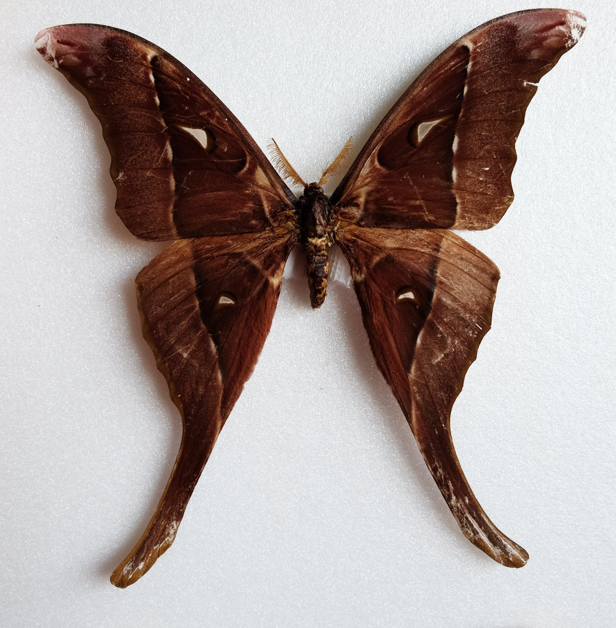 Hercules Moth, the Biggest Moth in the Smallest Continent