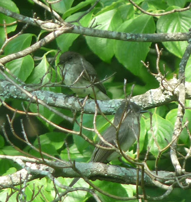 pair of mystery birds