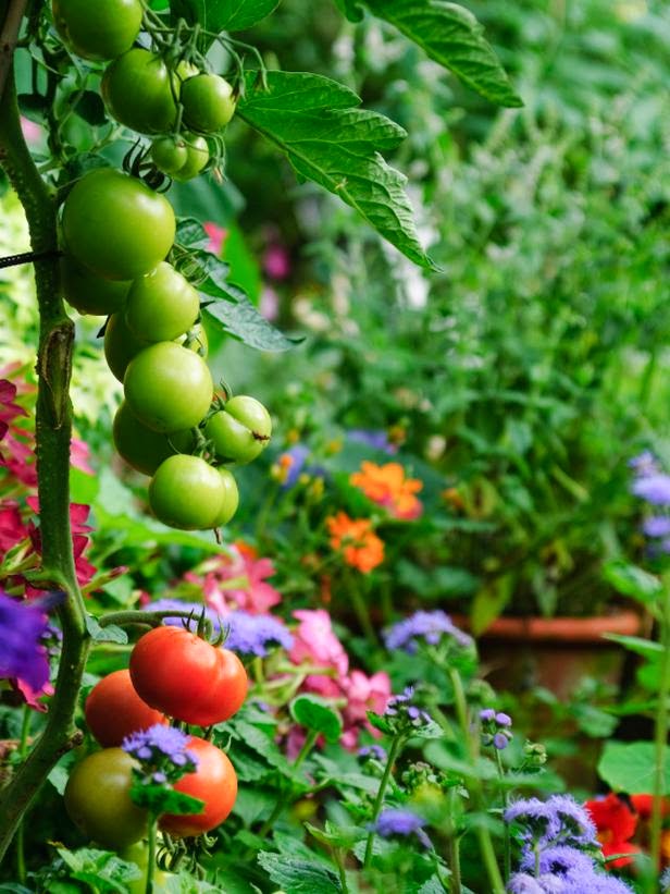  landscaping ideas; fruit landscaping ideas; backyard landscaping ideas