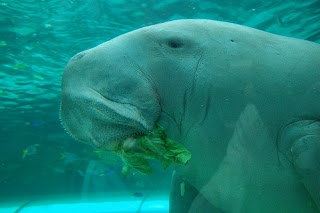 dugong