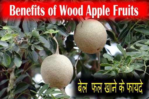 Benefits of Wood Apple Fruits | बेल  फल खाने के फायदे बताइए | Health Benefits of Bael Fruit