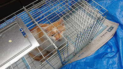 捕獲器に入った野良猫