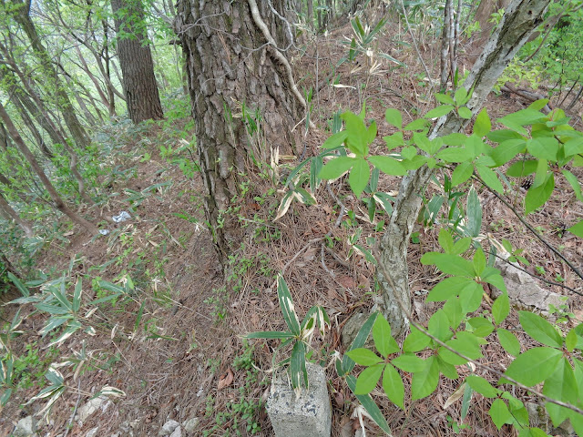 ツバヌキ山の頂上碑