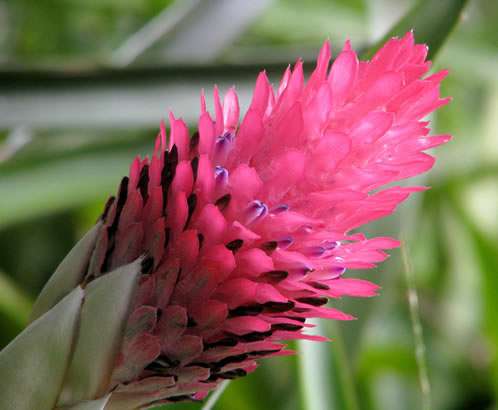 Beautiful Bromeliaceae