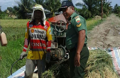 Babinsa Bantu Panen Padi, Petani Tanjung Leidong : Semoga Kesejahteraan Petani Meningkat